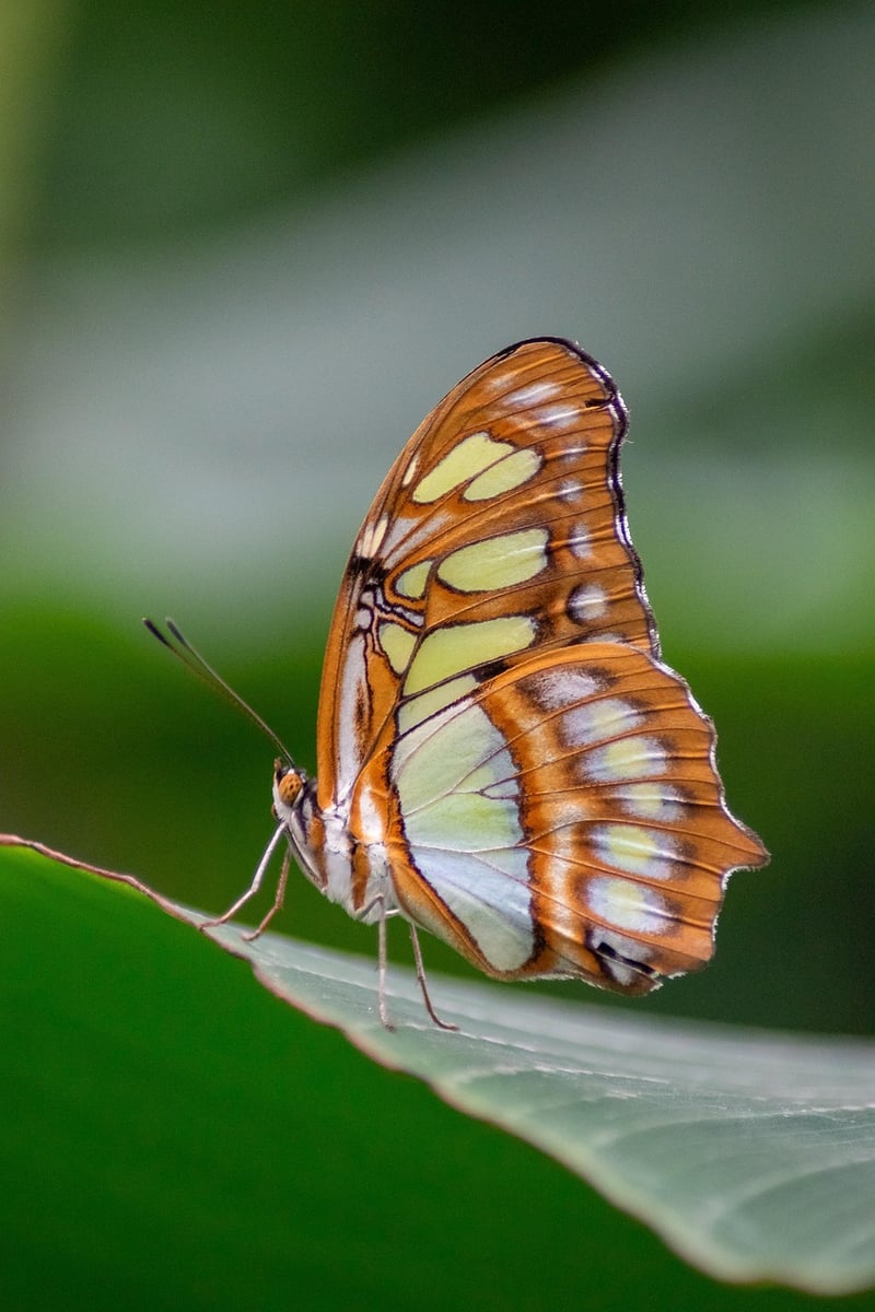 Butterfly in nature